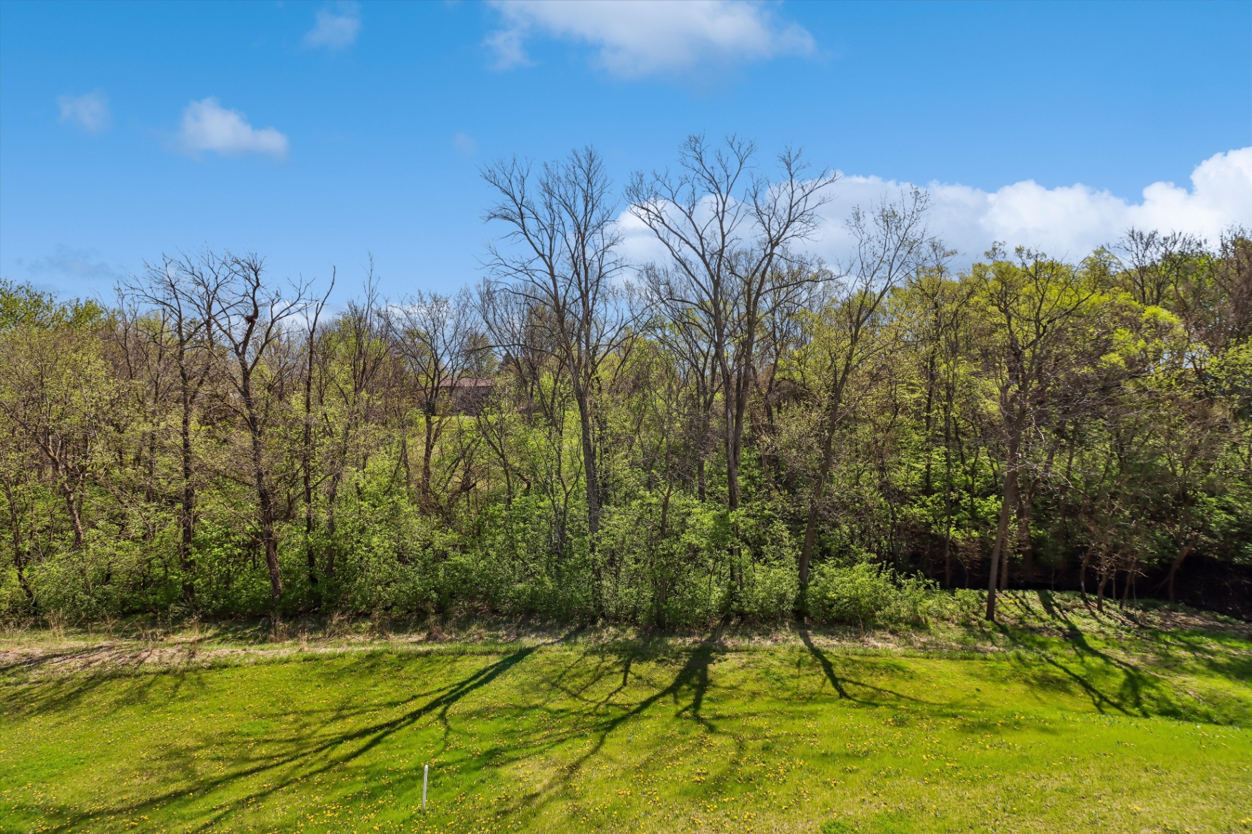 The view out back — mature trees and open green space, no rear neighbors